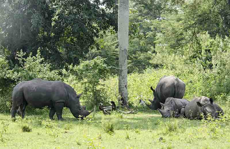 Rinoceronte Blanco - reserva de Ziwa - Uganda 10.jpg
